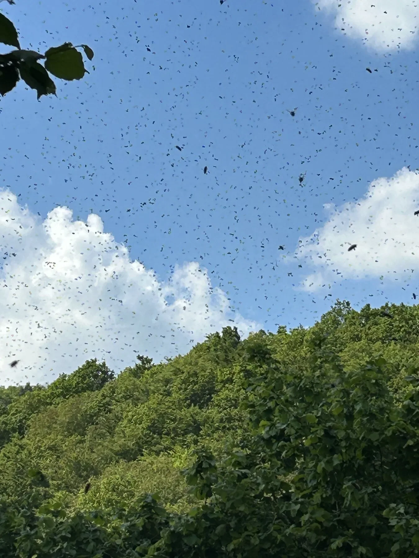 Ein Bienenschwarm fliegt vor blauem Himmel über einer bewaldeten Landschaft.