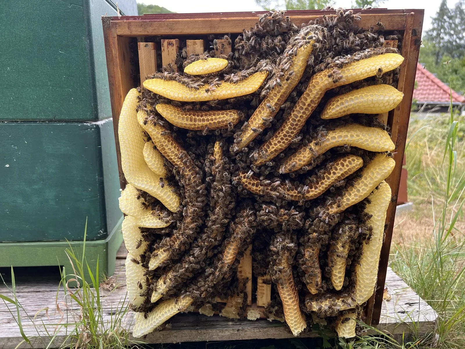 Ein Bienenvolk bedeckt frei gebaute Waben in einem Holzrahmen.